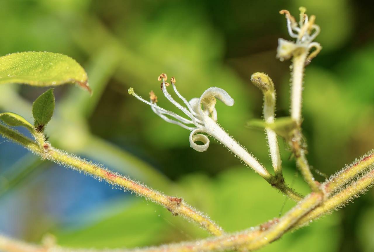 The Wild Seeds Chauvigny Ngoại thất bức ảnh